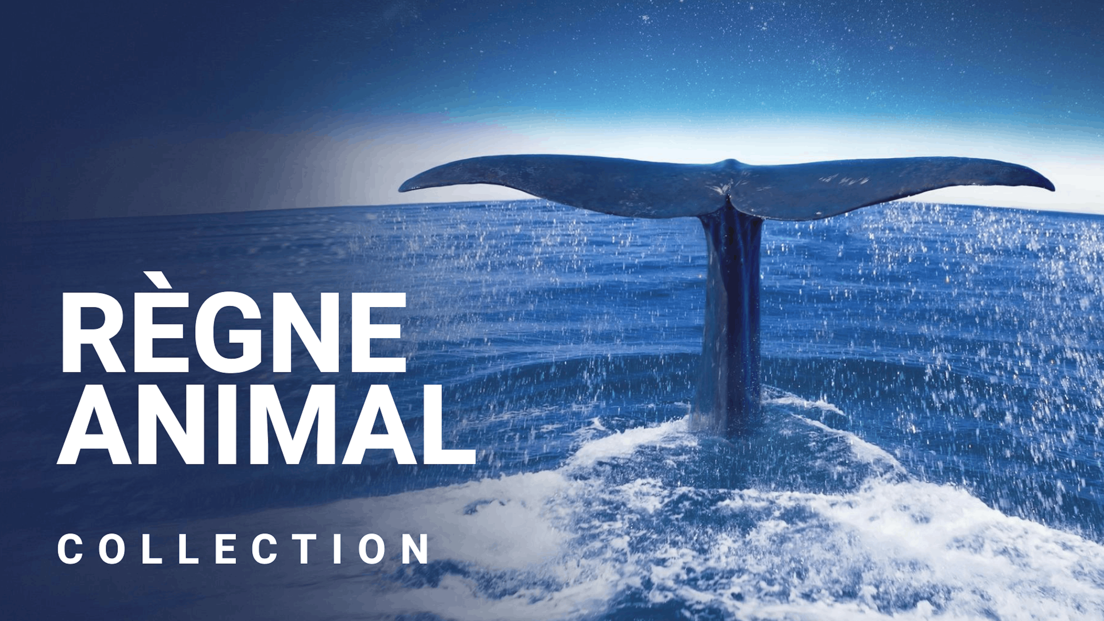 Au cœur de la vie sauvage