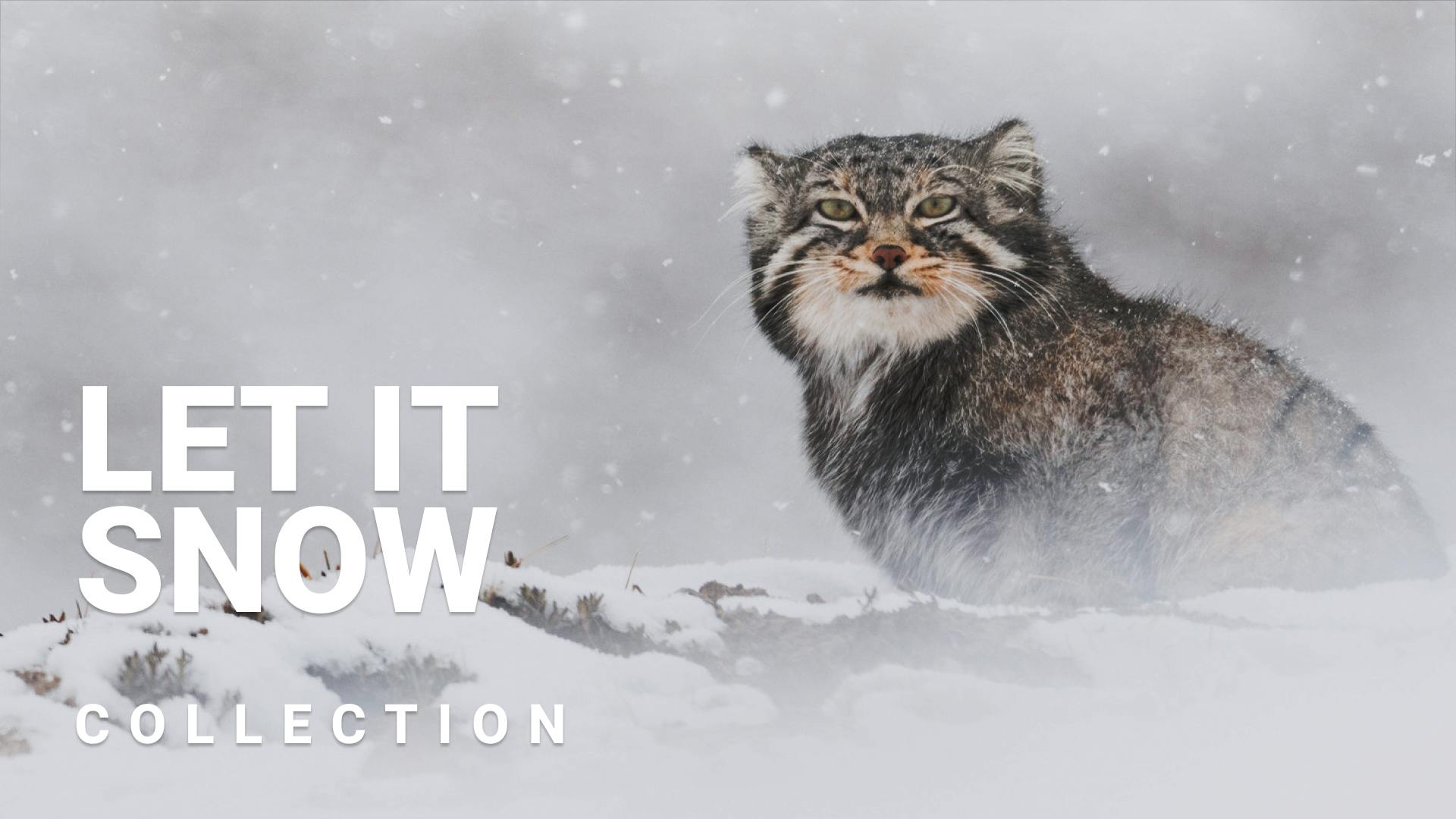 Let it snow ! Les meilleurs films sous la neige