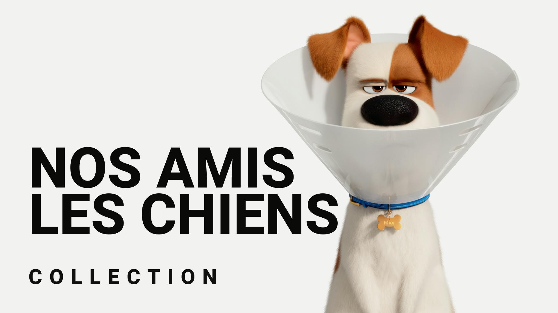 Les films qui ont du chien